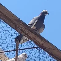 کبوتر پرشی تهرانی