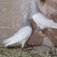 کفترکله الماسی
