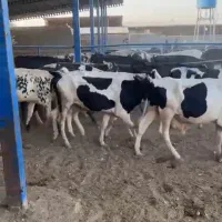 گوساله دورگ پای پروار ۳۰۰راس واکسن خورده سالم