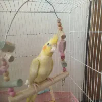 عروس هلندی نر با تمام وسایل ۱/۵۰۰