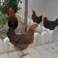 مرغ و خروس