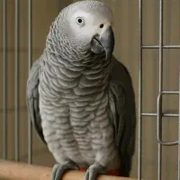 کاسکو