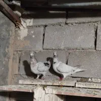 کبوتر ،ابگرمک علیا