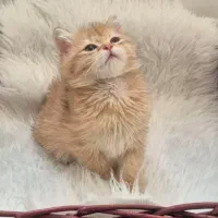 گربه اسکاتیش