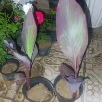 فروش گل|گل و گیاه طبیعی|مشهد, رده|دیوار