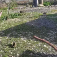زمین ب متراژ ۴۲۰متر با کاربری مسکونی