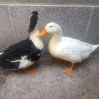 اردک