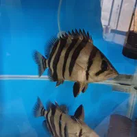 تایگر سوماترا ۴ بار