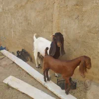 بز گلابی