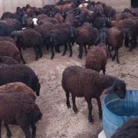 ۸۰راس بره نر