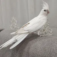 عروس هلندی ماده دستی