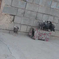 ۱۰عددجوجه بومی