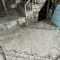 فنس هشت وشیش ظلعی و سینی ادرار سگ و گربه