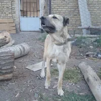 سگ سرابی