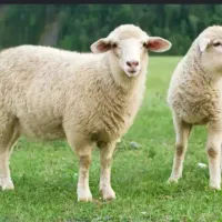 گوسفند زنده