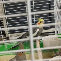 پرنده عروس هلندی