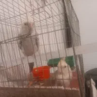 عروس هلندی جفت نر و ماده