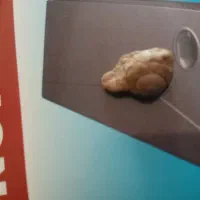 فسیل حلزون