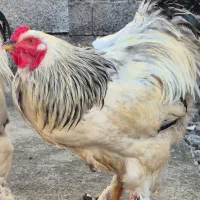 خروس برهما