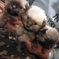 توله پامرانین