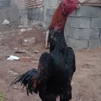 گروه لاری بازان