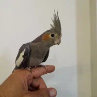 عروس هلندی معاوظه باگرنچیک