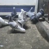 کفتر|پرنده|مشهد, شهید جنگی|دیوار