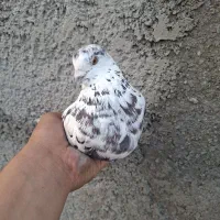 کفتر پرشی