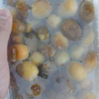 خارک برهی