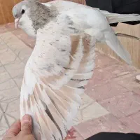 کبوتر رنگه ، هفترنگ و سرخ دم سفید