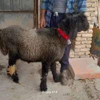 بره قوچی