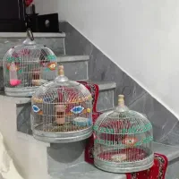 سهره خاکی کوچیک