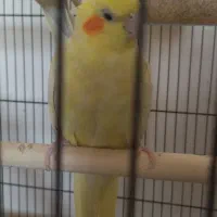 عروس هلندی دستی ماده