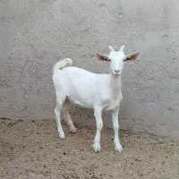 کهره دورگ سانن