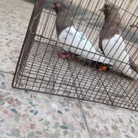 سینه ایی