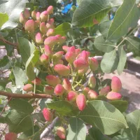 فروش باغ پسته