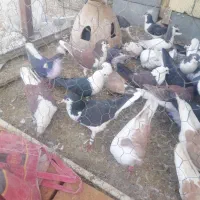 فروش|پرنده|زارچ, |دیوار