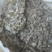 کود کبوتر یا کفتر