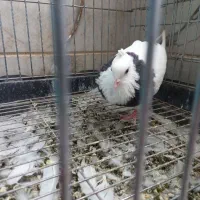 کفتر|پرنده|میبد, |دیوار