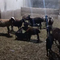 میش و بره درشت بره ها علفخور قیمت استثنایی