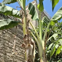 نهال موز دوساله ثمری