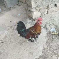 خروس چهل تاچ محلی