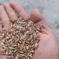 شلب شلتوک عنبربو تضمینی