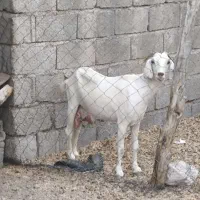 یک بز دوقلوزا و اصیل برای داشت