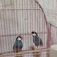 جفت فنچ نرگسی سیلور