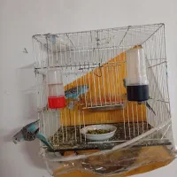 ۱۰ عدد مرغ عشق قیمت 1/500