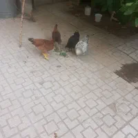 سه تا مرغ ویک خروس