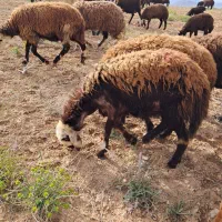 شیشک|حیوانات مزرعه|داران, |دیوار