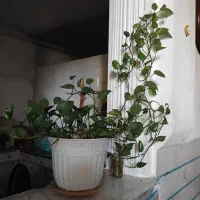 گل خانگی پتوس آویز