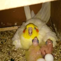 عروس هلندی مولد